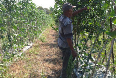 Lakukan Penyiraman Secara Rutin, Hujan Tak Kunjung Turun