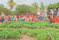 Manfaatkan Lahan Tidur jadi Subur