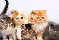 Intip Panduan Lengkap Memilih dan Merawat Kucing Persia, Dari Asal Usul hingga Harga Terjangkau!