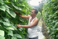 Harga Naik, Petani Ogan Ilir Semakin Giat Tanam Timun: Panen Bisa Capai 6 Ton per Hari