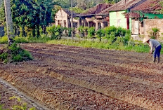 Panen Bayam Tiga Kali dalam Dua Bulan, Kelola Lahan Sempit 