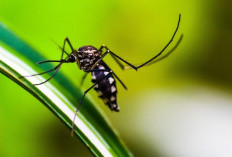 8 Cara Ampuh Usir Nyamuk dengan Bahan Alami, Semua Bahan Mudah Ditemukan 