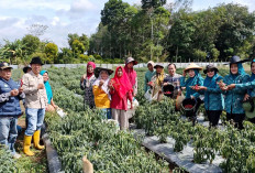 BUMDes Panen Cabai, Ketahanan Pangan Desa Babatan Menguat