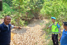 Warga Desa Sungai Pinang Keluhkan Bau Bangkai, Ribuan Ayam di Buang di Aliran Sungai 