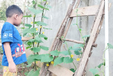 Hemat Biaya Sehari-hari, Wujudkan Ketahanan Pangan 