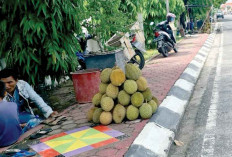 Bukan Penghasil Durian, Pedagang Durian di Martapura Tetap Menjamur