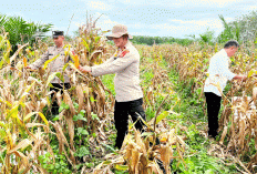Target Panen 36 Ton Jagung Pipil