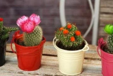 Mau Kaktus Mini Kesayanganmu Berbunga Lebat dalam Waktu Singkat? Yuk, Ikuti 6 Tips Ampuh Ini!