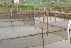 Nurcahaya Ubah Rawa Tak Produktif Jadi Kolam Lele, Bantu Ekonomi Keluarga di Martapura OKU Timur