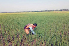 Bio-Insektisida Ramah Lingkungan Basmi Hama Padi di Ogan Ilir
