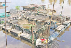 Banyak Ikan Mati Mendadak di Keramba, Dampak Sungai Surut