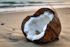 Air Kelapa Tua Berkhasiat Tinggi: Solusi Alami Bagi Kesehatan Jantung dan Tubuh