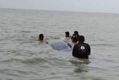 Paus 10 Meter Kembali Terdampar di Sungai Somor, Evakuasi Terkendala Bobot dan Perairan Dangkal