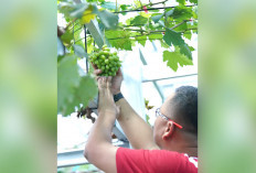 Sulap Lahan  jadi Kebun Anggur 