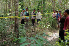 Miris! Tragedi Kematian Ibu Hamil Akibat Serangan Gajah Liar di Musi Rawas