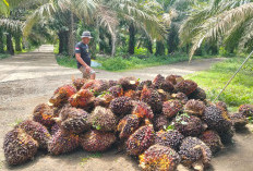 Harga TBS, Berkisar Rp3000an Lebih, Jelang Lebaran Naik Rp30 per Kilogram