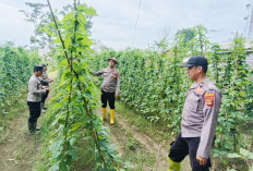 Kacang Panjang Segera Panen