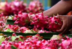 Lewat Klasterku Hidupku BRI, Petani Buah Naga Banyuwangi Perluas Akses Pasar dan Produksi