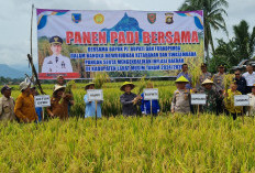 Forkopimda Lahat Gelar Panen Padi Bersama Masyarakat, Dorong Ketahanan Pangan dan Pengendalian Inflasi Daerah