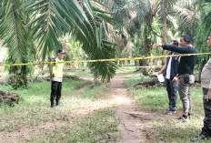 Frima Ditemukan Tewas di Kebun Sawit, Pelaku Serahkan Diri