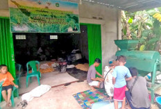 Jagung Hibrida Dongkrak Ketahanan Pangan, Gunakan Dana Desa