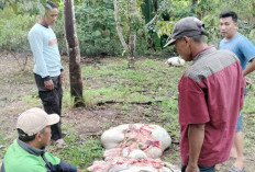 Komplotan Spesialis Pencuri Ternak Dibekuk Satreskrim Polres Banyuasin