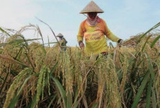 Petani Makin Mudah Dapat Modal, KUR BRI 2025 Tawarkan Pinjaman Ringan Tanpa Agunan