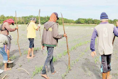 Jagung Sudah Tumbuh, Saatnya Nugal Pupuk