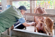 Awasi Lalu Lintas Hewan Kurban Cegah Penyakit Kuku-Mulut