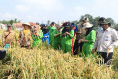 Sempat Diserang Ulat Penggerek