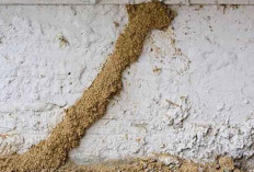 Rayap Bisa Runtuhkan Rumah: Serangga Kecil, Ancaman Besar untuk Istana Anda