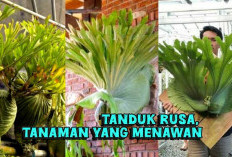 Tips Merawat Tanduk Rusa, Tanaman Hias Endemik Indonesia yang Jadi Buruan Kolektor