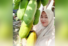 Hanya untuk Konsumsi Pribadi