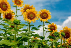 Mengungkap Misteri 6 Penyakit pada Bunga Matahari dan Tips Ampuh Mengatasinya!
