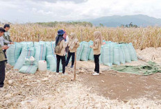 Dorong Pengembangan Komoditas, Antisipasi Rawan Pangan 