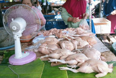 Usai Lebaran, Harga Ayam di Pasar Pulo Mas Empat Lawang Anjlok
