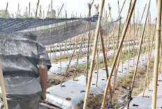  Harga Bagus, Siapkan Tanam Timun 