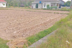 Musim Kemarau, Petani di Martapura Tanam Kacang Panjang di Sawah Tadah Hujan