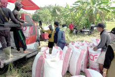 AUTP, Perisai Petani di Tengah Iklim Tak Menentu