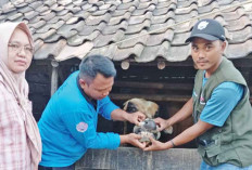 OKU Timur Surplus Hewan Kurban, Siap Suplai ke Luar Daerah dan Pastikan Kesehatan Ternak