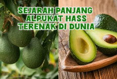 Mengapa Alpukat Hass Begitu Istimewa? Ini Dia Fakta Menariknya