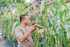 Polres Lahat Inovasi Tanam Jagung di Polybag, Bukti Lahan Sempit Bisa Hasilkan Pangan