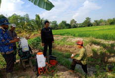 Tanaman Kering, Waspada Serangan WBC