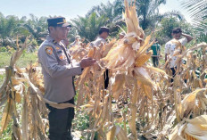 Motivasi Petani Tingkatkan Produktivitas Pertanian