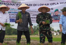 Potensi Ekonomi di Kabupaten OKI: Dari Kerupuk Kemplang hingga Perkebunan yang Tetap Eksis