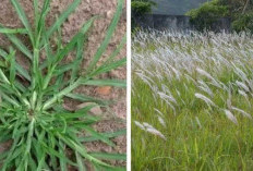Banyak yang Belum Tahu, Rupanya Rumput Liar Bermanfaat untuk Lingkungan, Yuk Simak 10 Ulasan Manfaatnya