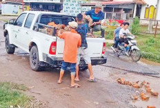 Tak Kunjung Diperbaiki, Warga Tanjung Batu Inisiatif Perbaiki Jalan