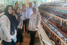 Ternak Ayam Telur, Perkuat Ketahanan Pangan 