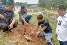 Salah Cocok Tanam, Petani Lampung ’Panen’ Kabel di Ruas Tol Indralaya-Prabumulih