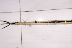 Tusuk Korban dengan Tombak Bermata Tiga